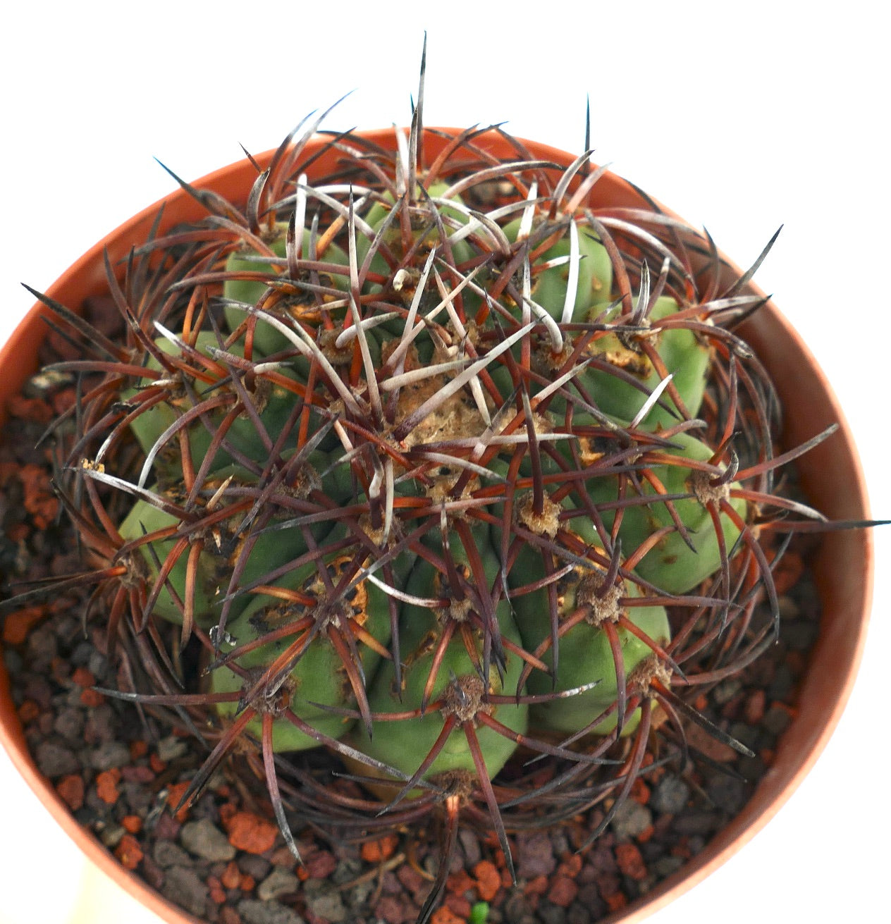 Gymnocalycium weissianum