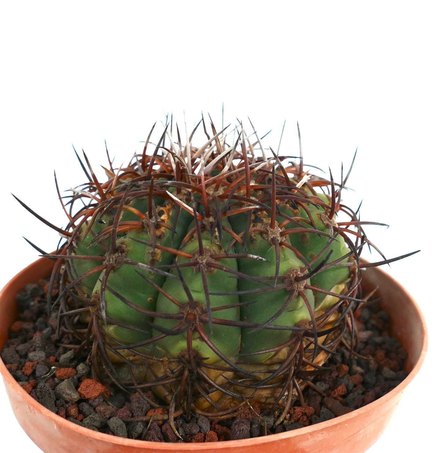 Gymnocalycium weissianum