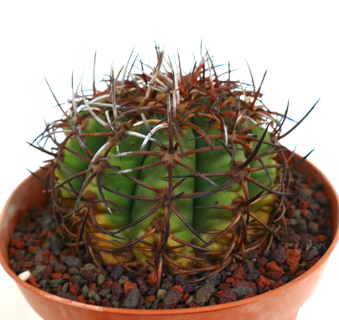 Gymnocalycium weissianum