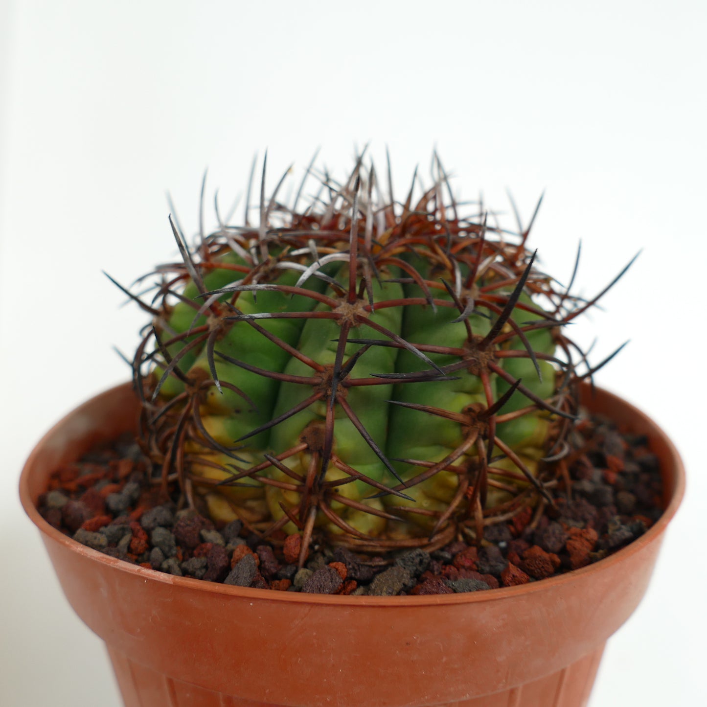 Gymnocalycium weissianum