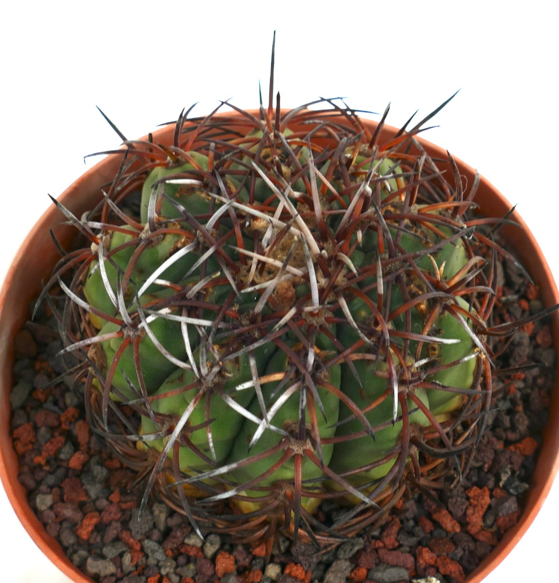 Gymnocalycium weissianum
