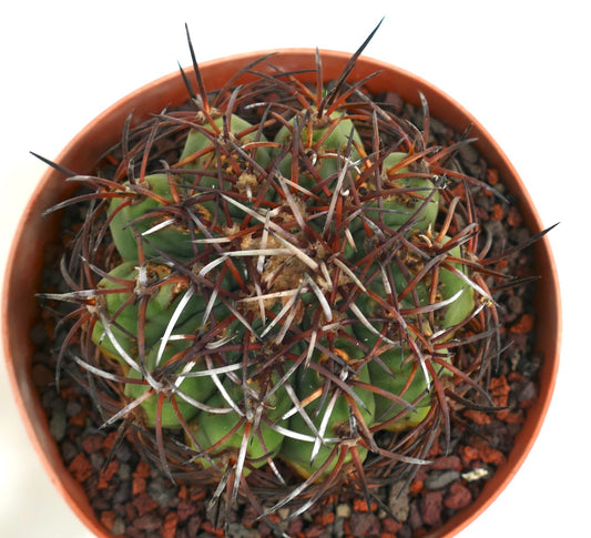 Gymnocalycium weissianum