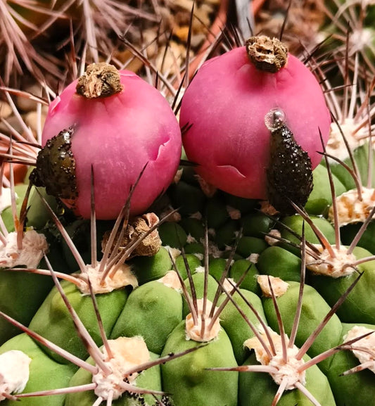 緑色の胴体と鮮やかなピンク色の果実、濃い棘を持つギムノカリキウム・セガッラエ多肉植物サボテン