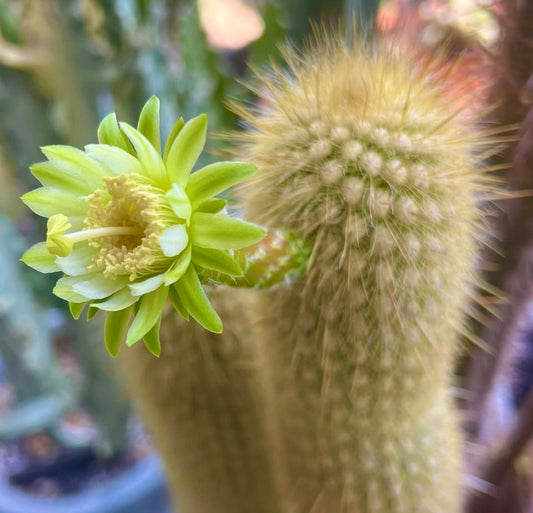 Haageocereus aureispinus cactus with yellow-green flower and dense golden spines close-up