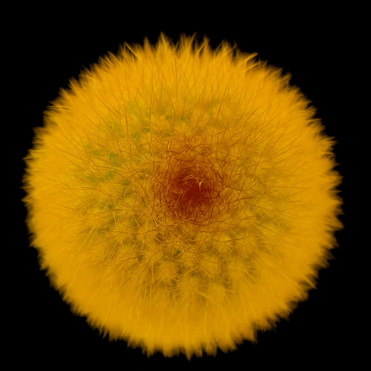 Haageocereus chosicensis round cactus with dense golden spines and reddish center succulent