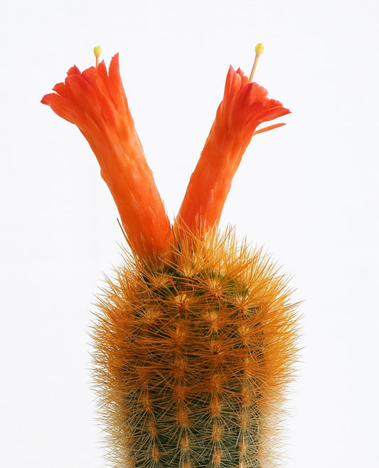 Haageocereus chrysacanthus cactus with vibrant orange tubular flowers and dense golden spines