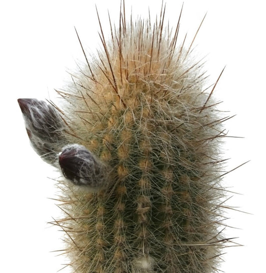 Haageocereus divaricatispinus rare cactus with dense spines and fuzzy flower buds