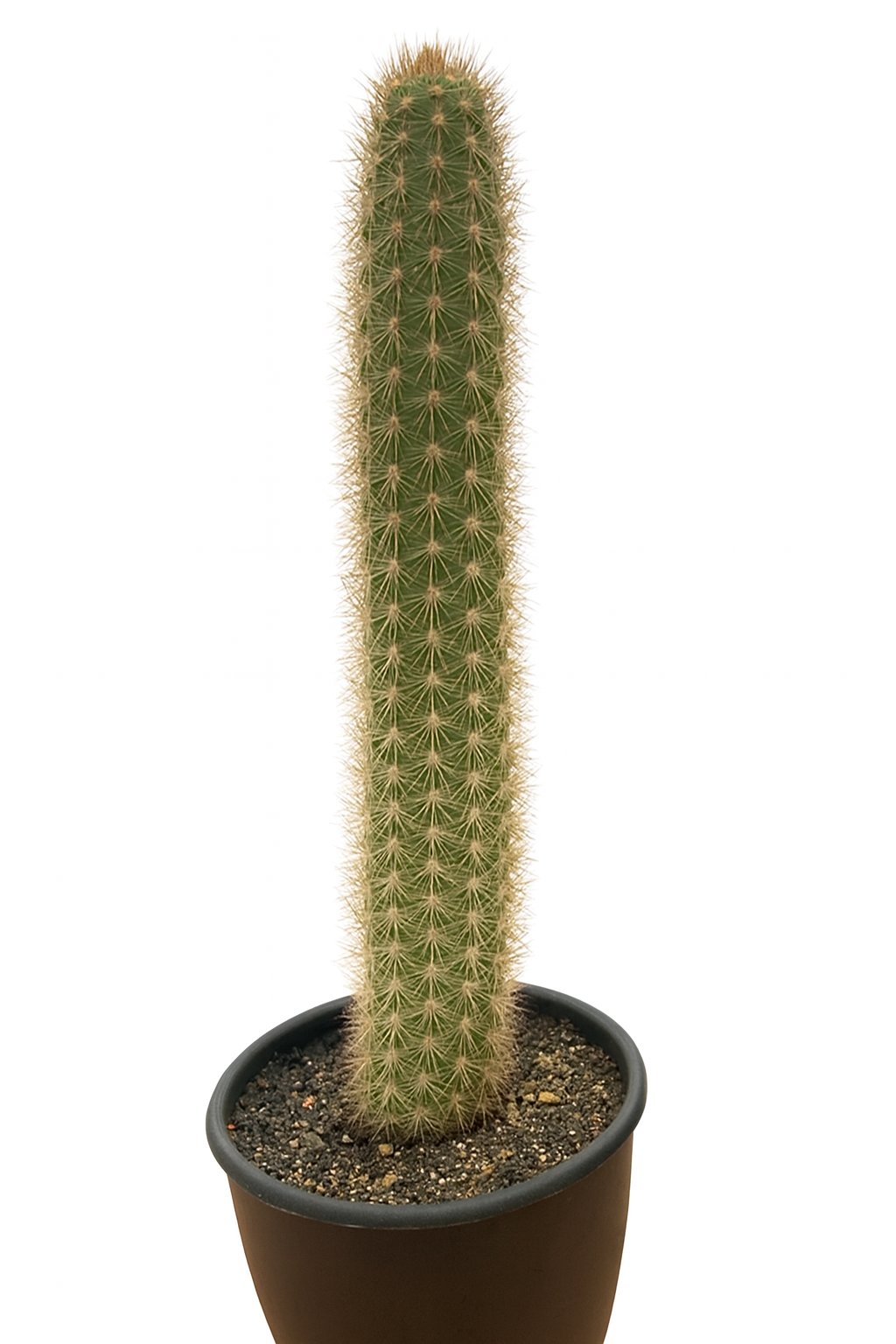 Haageocereus olowinskyanus tall green cactus with dense golden spines in black pot
