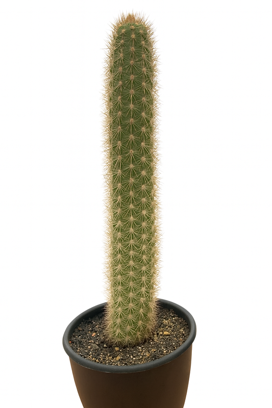 Haageocereus olowinskyanus tall green cactus with dense golden spines in black pot