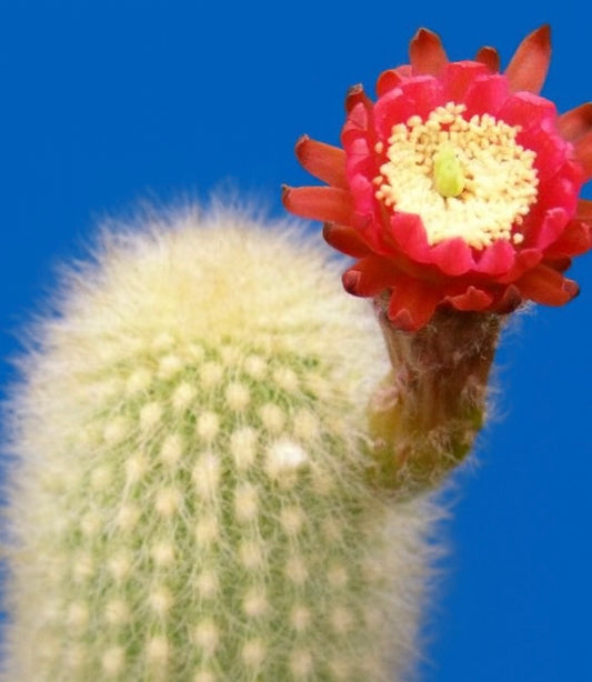 Haageocereus pectinatus cactus with dense white spines and vibrant red flower bloom