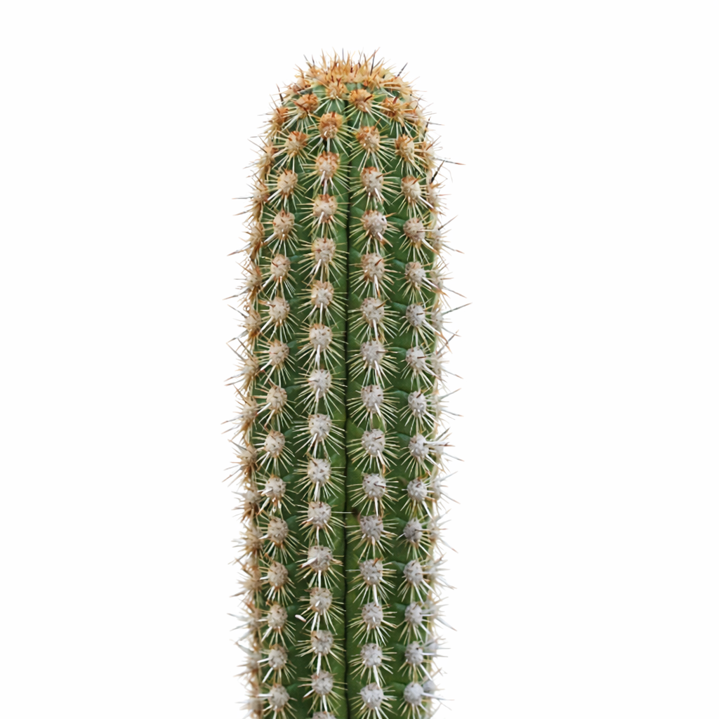 Haageocereus pseudoacranthus grand cactus vert avec des épines dorées denses et une structure côtelée
