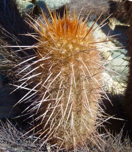 Haageocereus setosus spiny cactus with dense orange-tipped spines and cylindrical stem