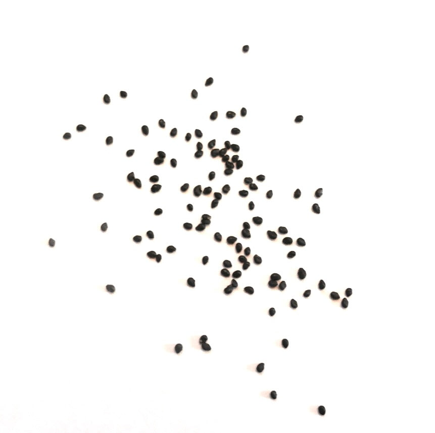 Graines de petit cactus noir Haageocereus setosus dispersées sur fond blanc