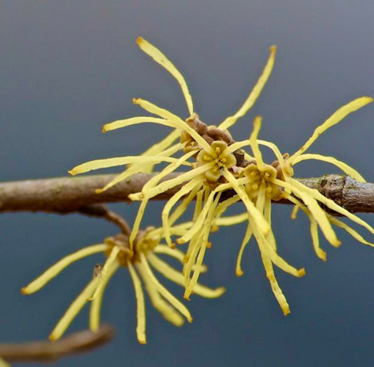 Hamamelis virginiana delicate yellow strap-shaped flowers on woody branch