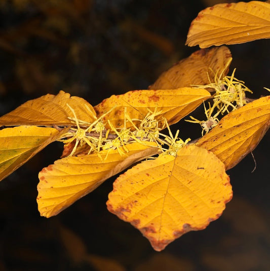 Hamamelis virginiana with yellow autumn leaves and delicate spidery flowers