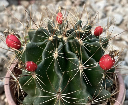 Hamatocactus setispinus cactus verde scuro con spine lunghe e frutto rosso brillante in vaso