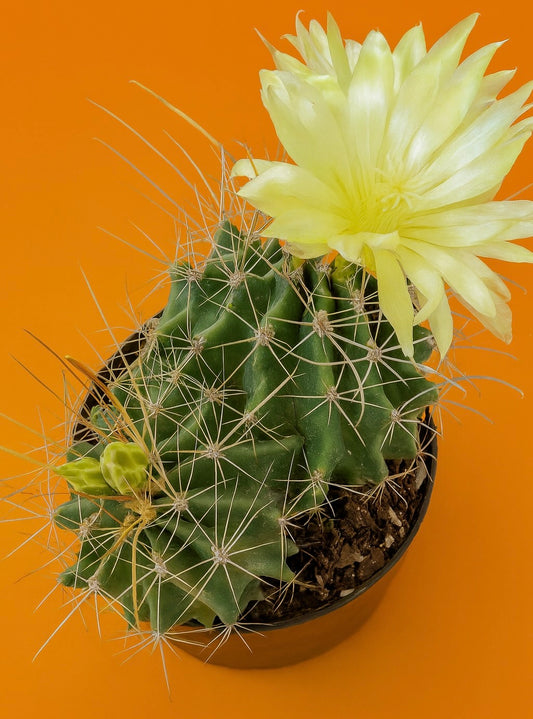 Hamatocactus sinuatus groene cactus met lange stekels en grote bleekgele bloem in bloei