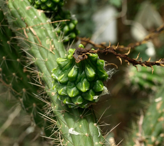 Fruto verde do cacto Harrisia divaricata com espinhos afiados e caule texturizado em close-up
