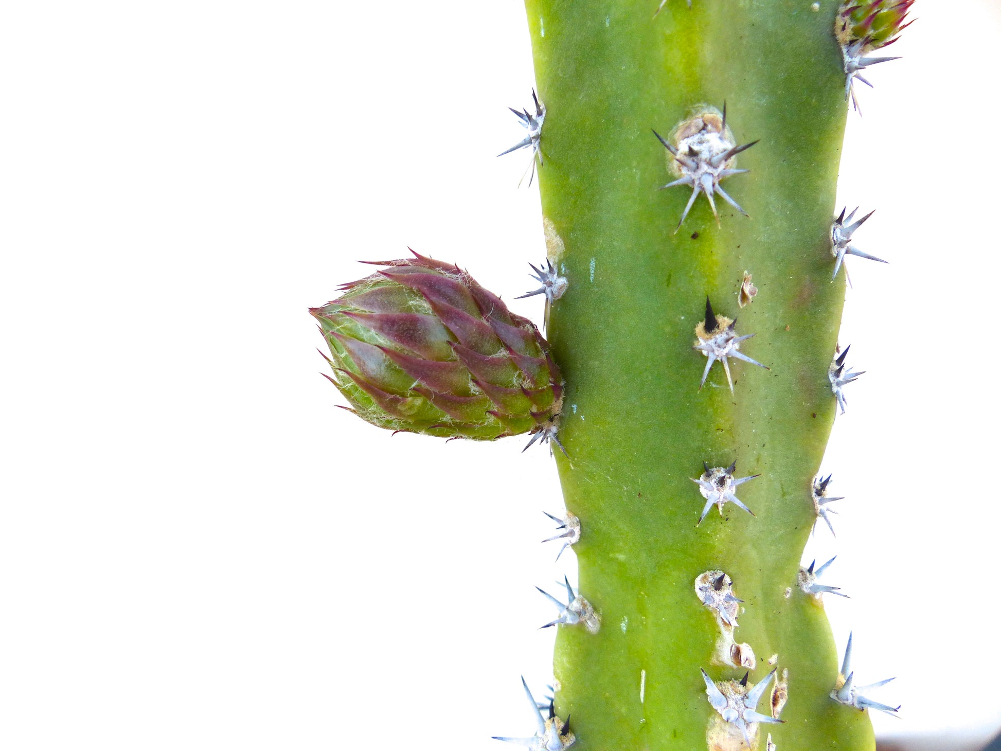 Harrisia jusbertii cactus stem with sharp spines and developing reddish green bud