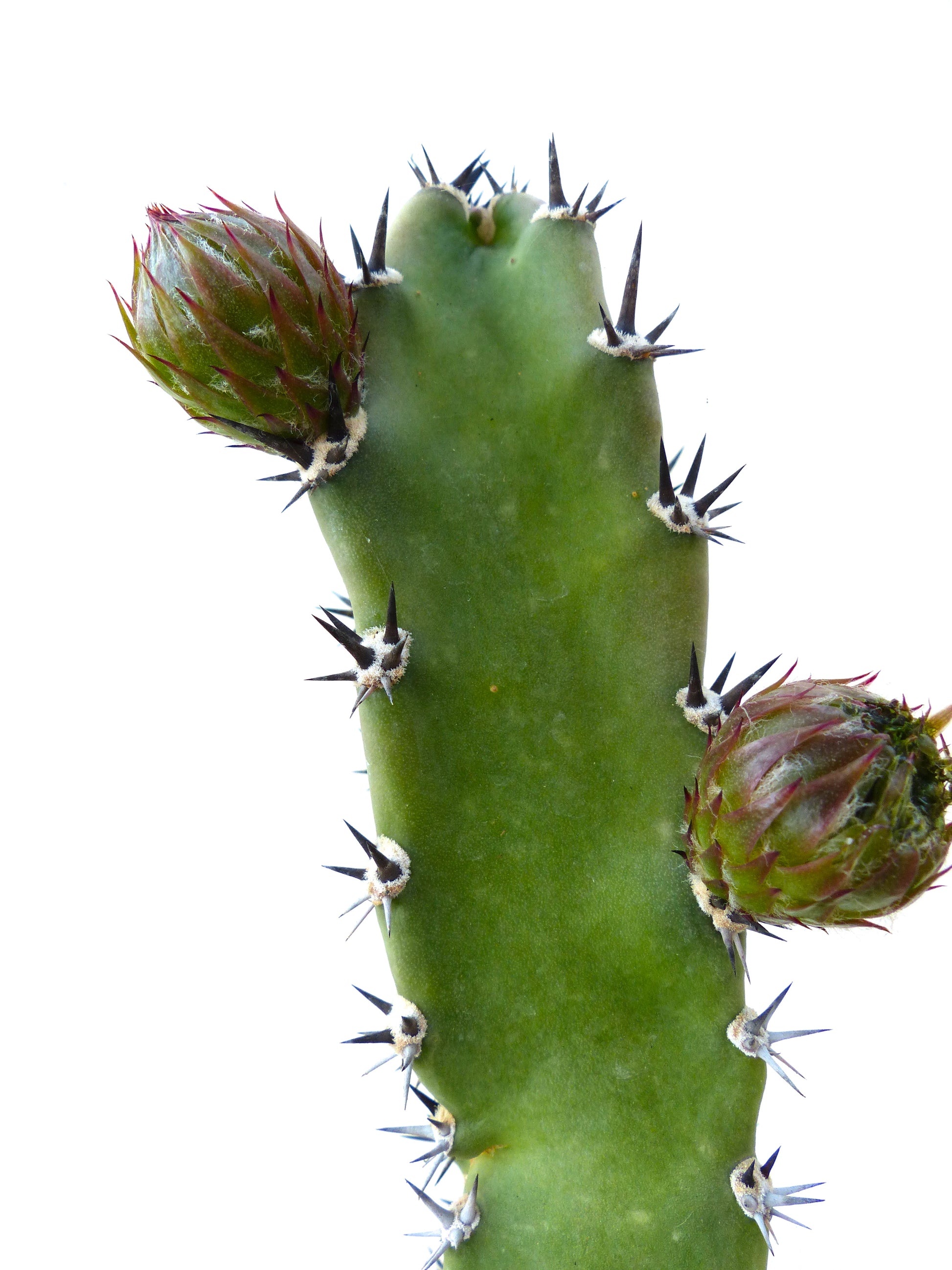 Harrisia jusbertii cactus stem with sharp black spines and developing flower buds