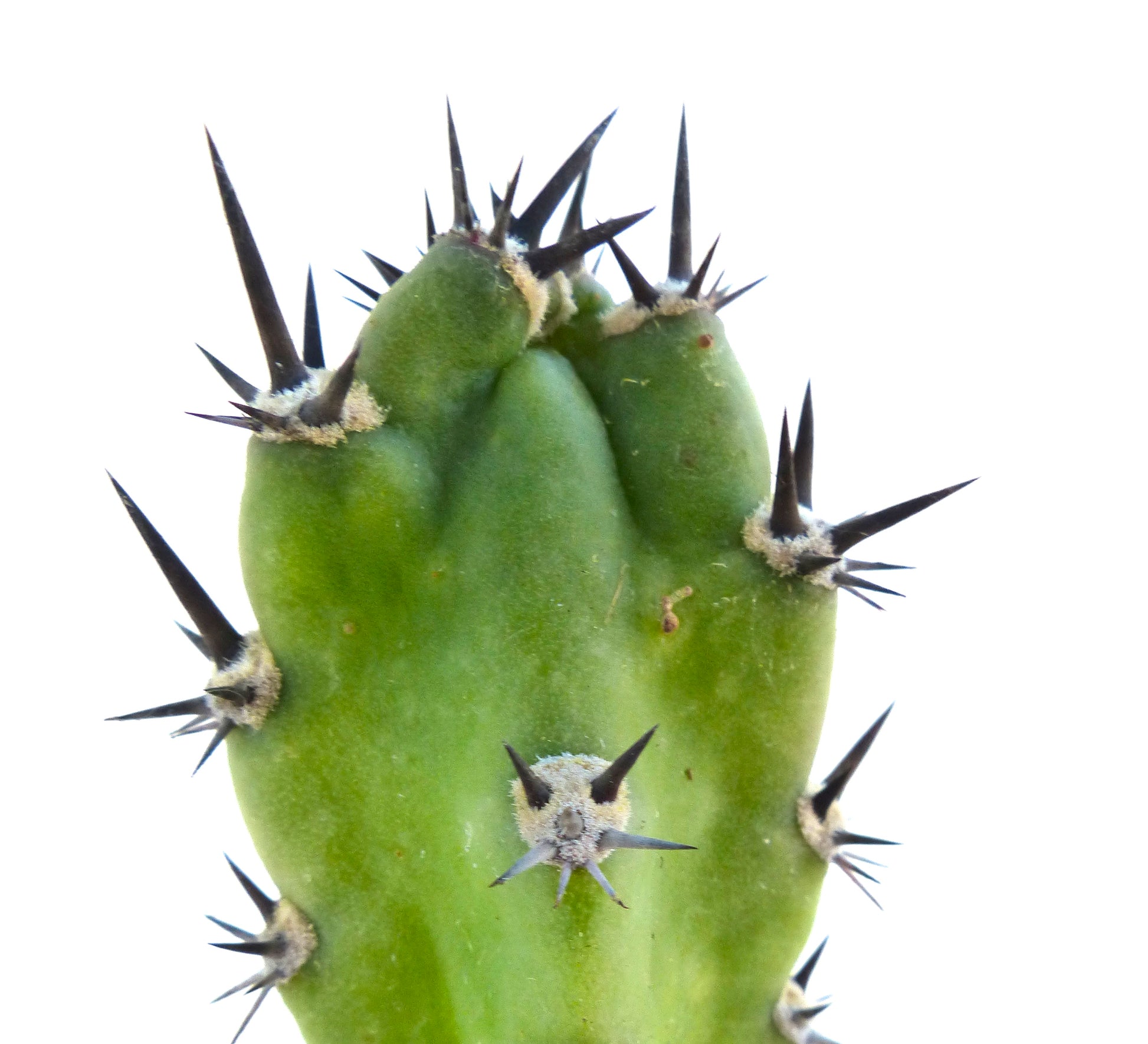 Harrisia jusbertii rare green cactus with prominent sharp black spines close-up