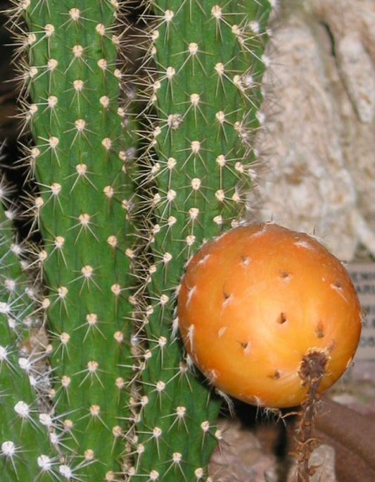 Harrisia simpsonii cactus with tall green spiny stems and round orange fruit
