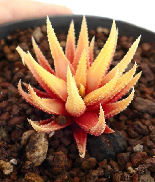 Haworthia attenuata Sukkulente mit stacheligen, orange-gelb fleischigen Blättern und weißen Tuberkeln