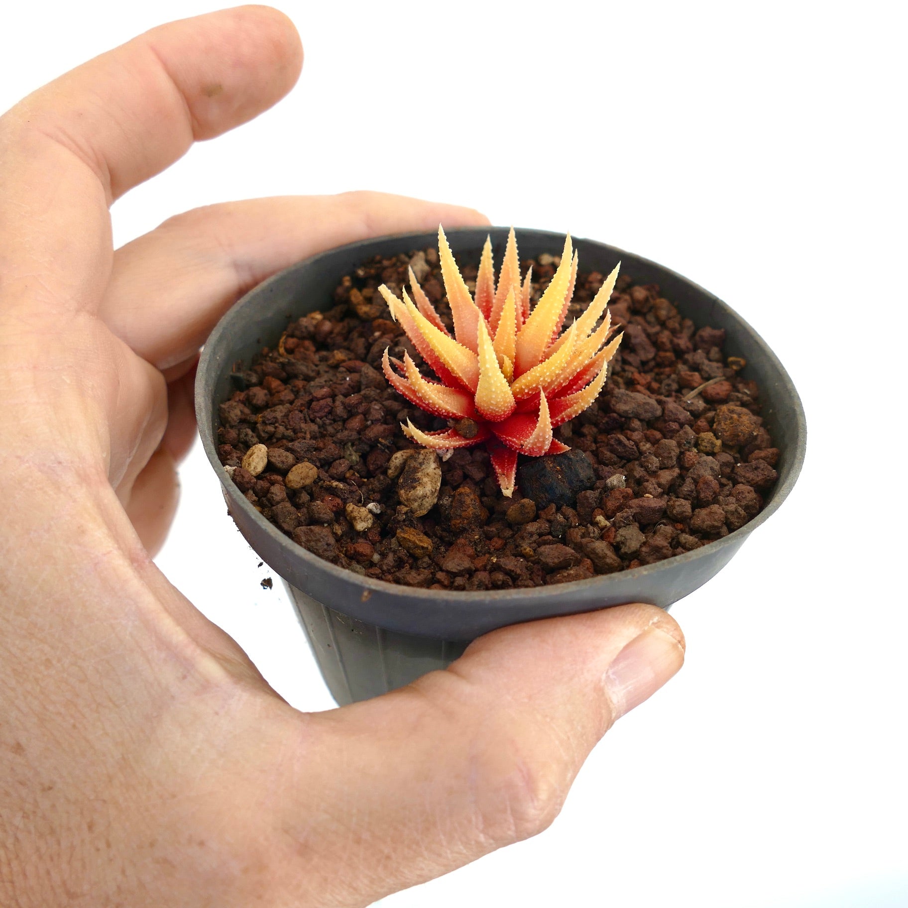 Havorthia attenuata small succulent with spiky orange-yellow leaves in black pot