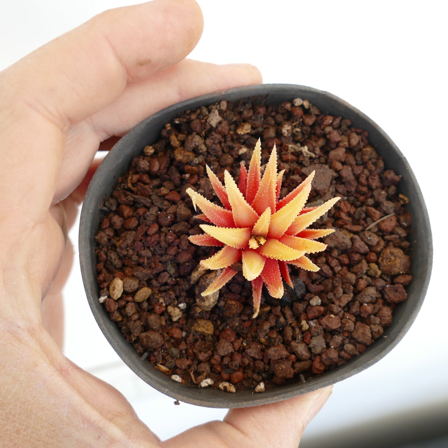 Havorthia attenuata small succulent with spiky orange-yellow leaves in black pot