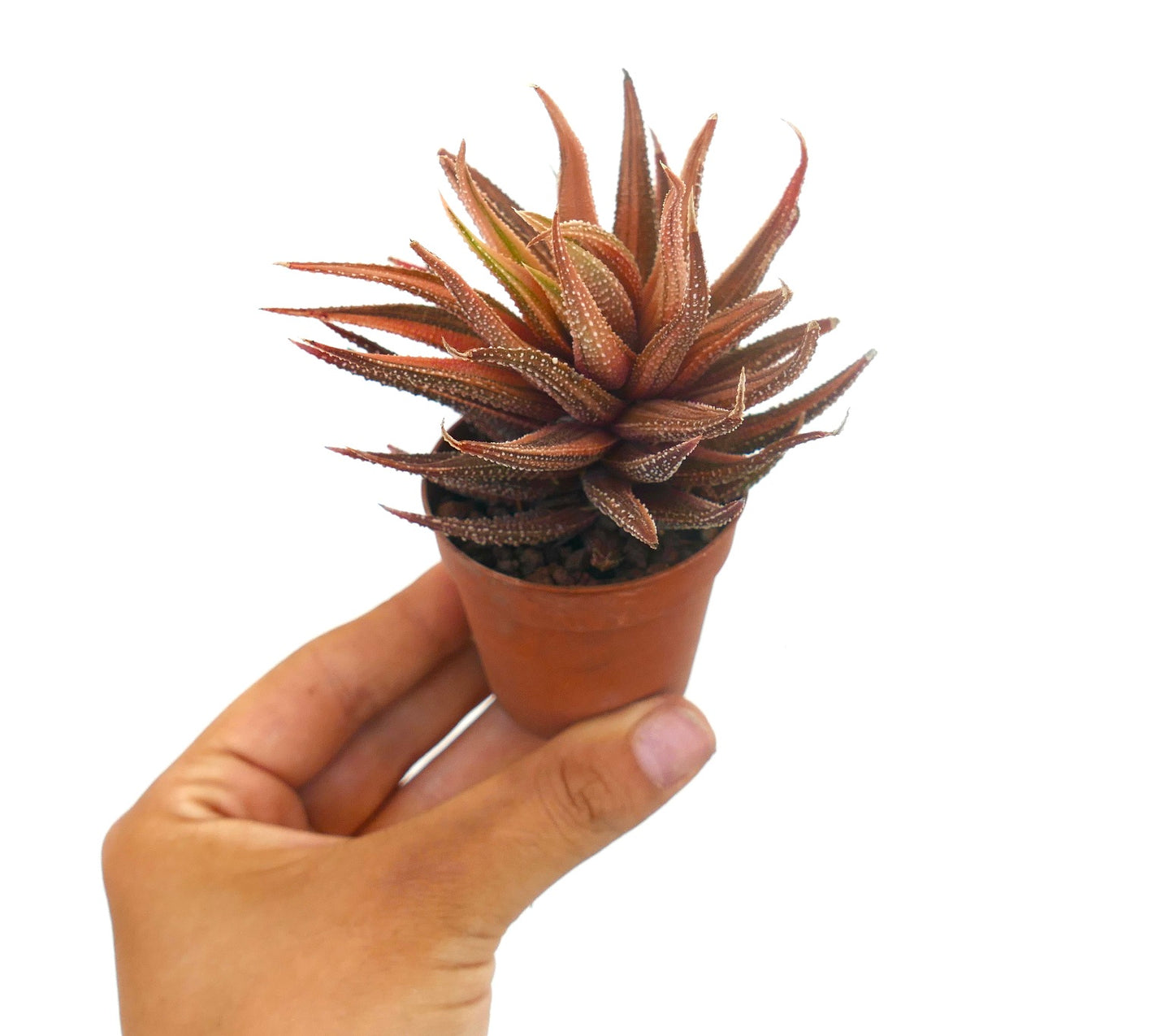 Havorthia attenuata cv 'ITALIAN ERUPTION' succulent with spiky reddish-brown leaves and white tubercles in small pot