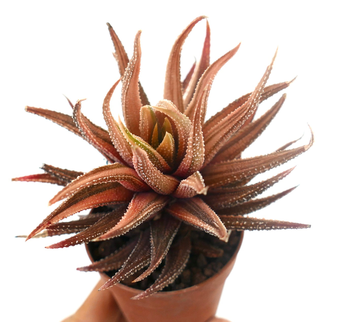 Havorthia attenuata cv 'ITALIAN ERUPTION' succulent with spiky reddish-brown leaves and white tubercles