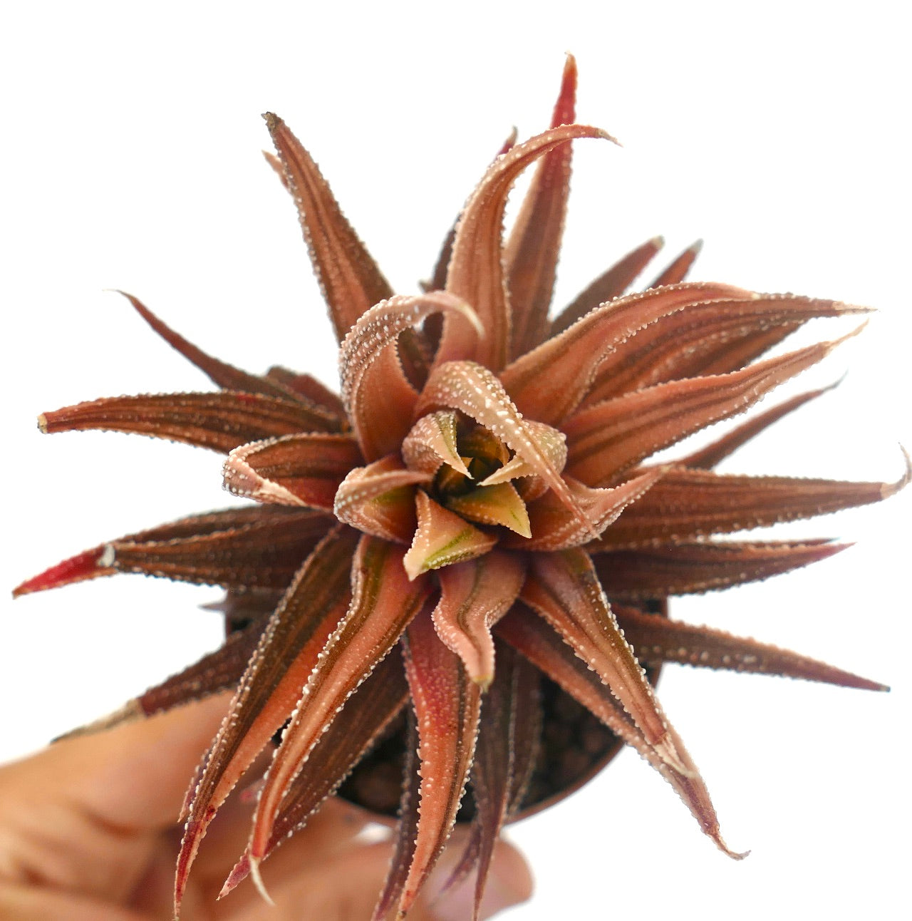 Havorthia attenuata cv 'ITALIAN ERUPTION' succulent with reddish spiky leaves and white tubercles