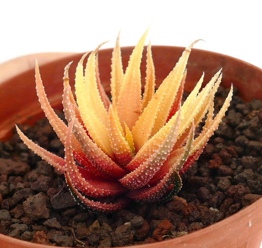 Haworthia attenuata v. radula Sukkulente mit stachelig strukturierten Blättern in Rot- und Gelbtönen