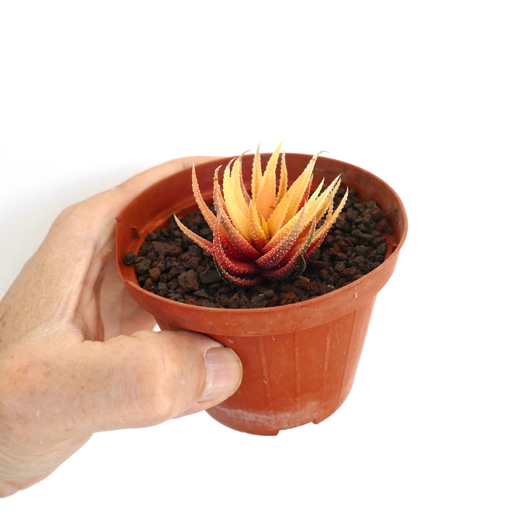 Havorthia attenuata v. radula piccola succulenta con foglie appuntite e dalla texture spigolosa in vaso di terracotta