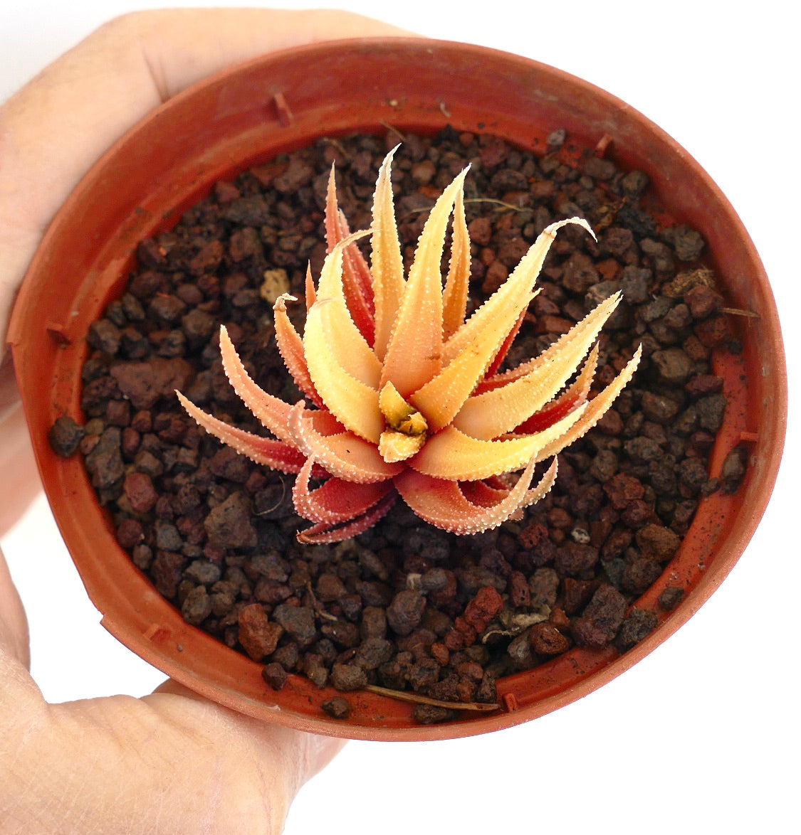 ★ハオルチア・多肉植物★828★バデア No.9★ 多肉植物：ハオルチア Y氏 バディア*幅9ｃｍ 現品！一品限り