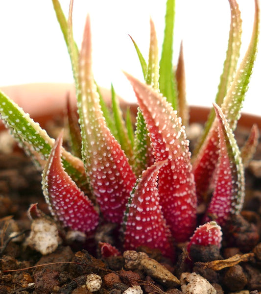 Havorthia attenuata var radula succulent with spiky red and green leaves and white tubercles