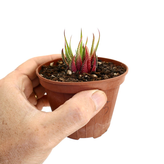 Havorthia attenuata var radula small succulent with spiky red and green leaves in pot