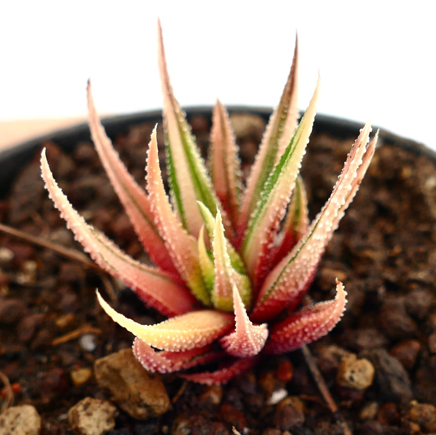 ฮาโวเธีย แอทเทนูอาตา วาเรียต้า แรดูล่า พืชอวบน้ำที่มีใบแหลมมีลวดลายสีชมพูและเขียวในดิน