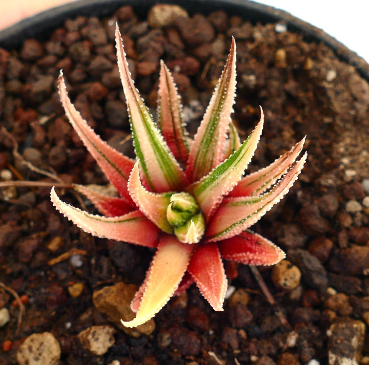 ฮาโวเทีย แอตเทนูเอตา วาริเอตัส ราดูลา ต้นอวบน้ำใบเข็มมีลายสีเขียวและชมพู