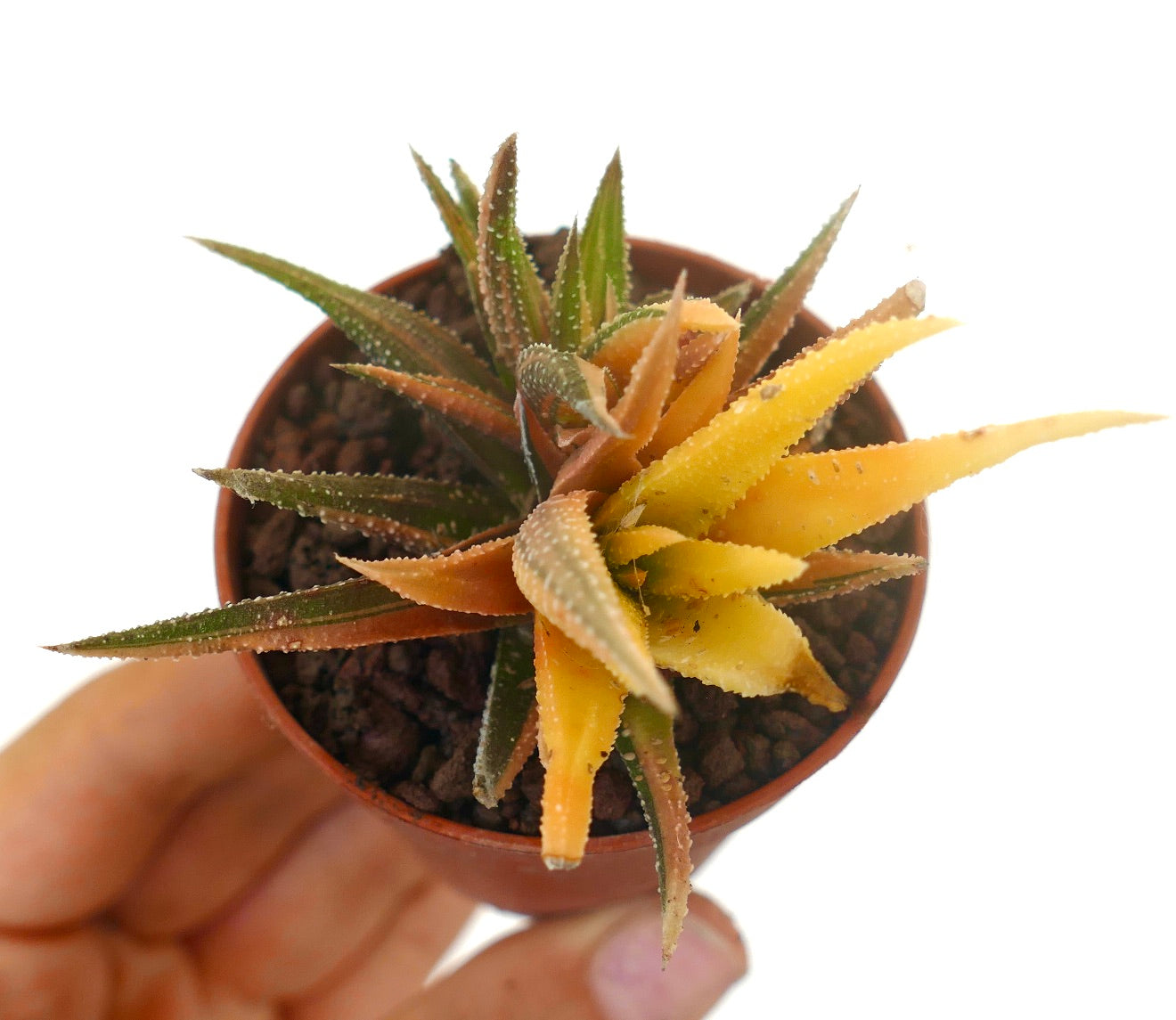 Havorthia attenuata var radula succulent with spiky textured leaves and orange-yellow variegation