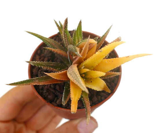 Havorthia attenuata var radula succulent with spiky textured leaves and orange-yellow variegation