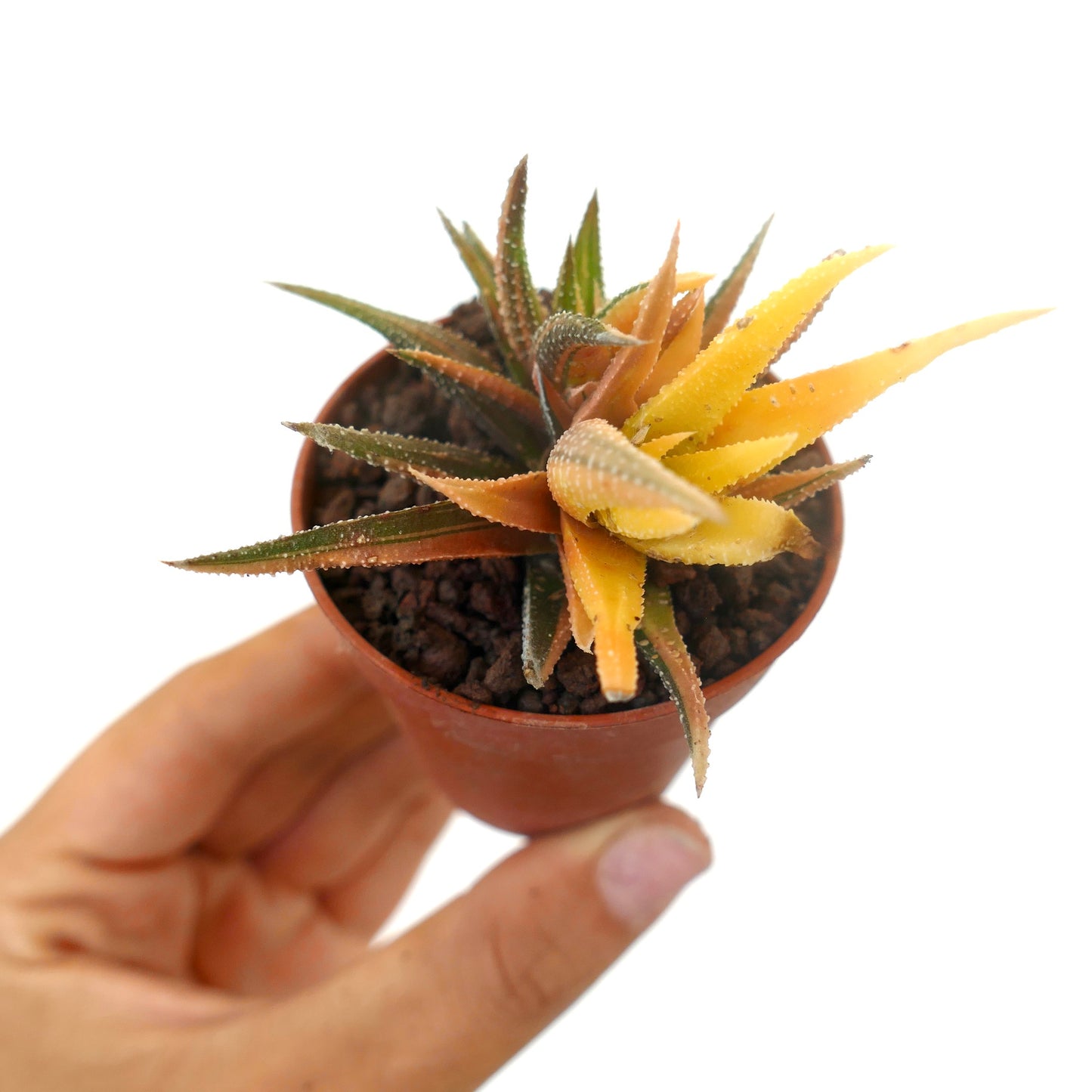 Havorthia attenuata var radula small succulent with spiky yellow and green leaves in pot