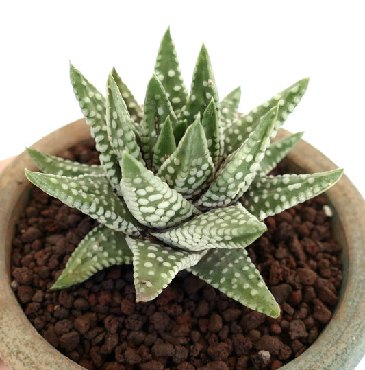Havorthia cv 'ZENIGATA' succulent avec des feuilles épaisses et pointues vertes parsemées de taches blanches en relief en pot