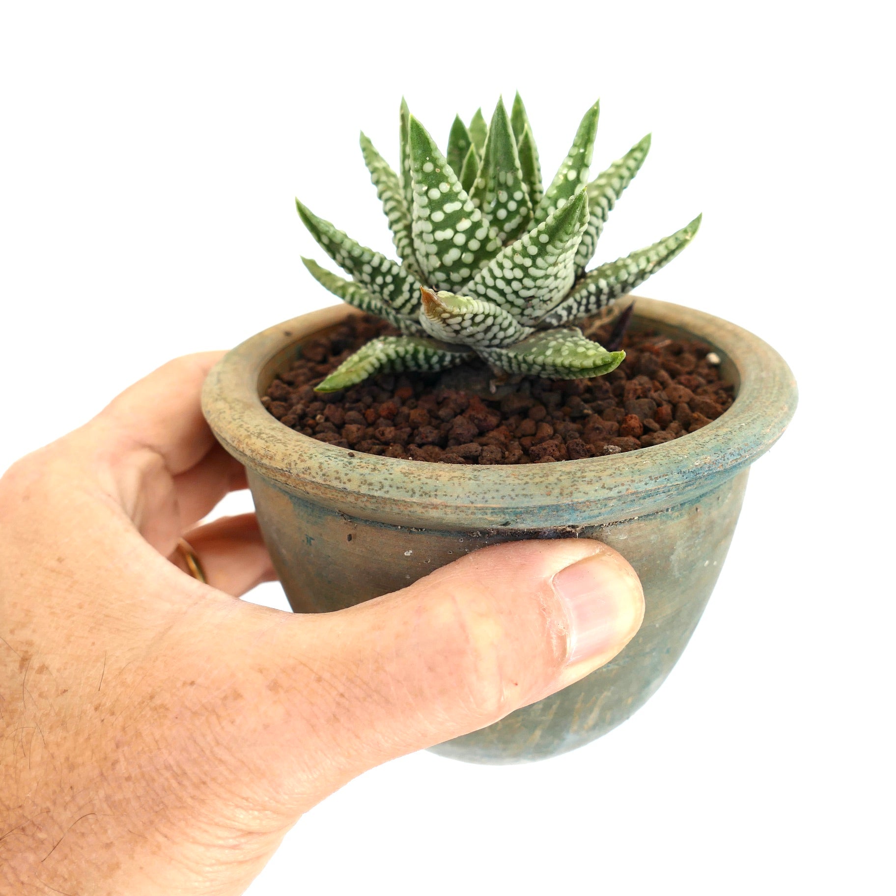 Havorthia cv 'ZENIGATA' petite succulente aux feuilles vertes pointues et taches blanches en pot rustique