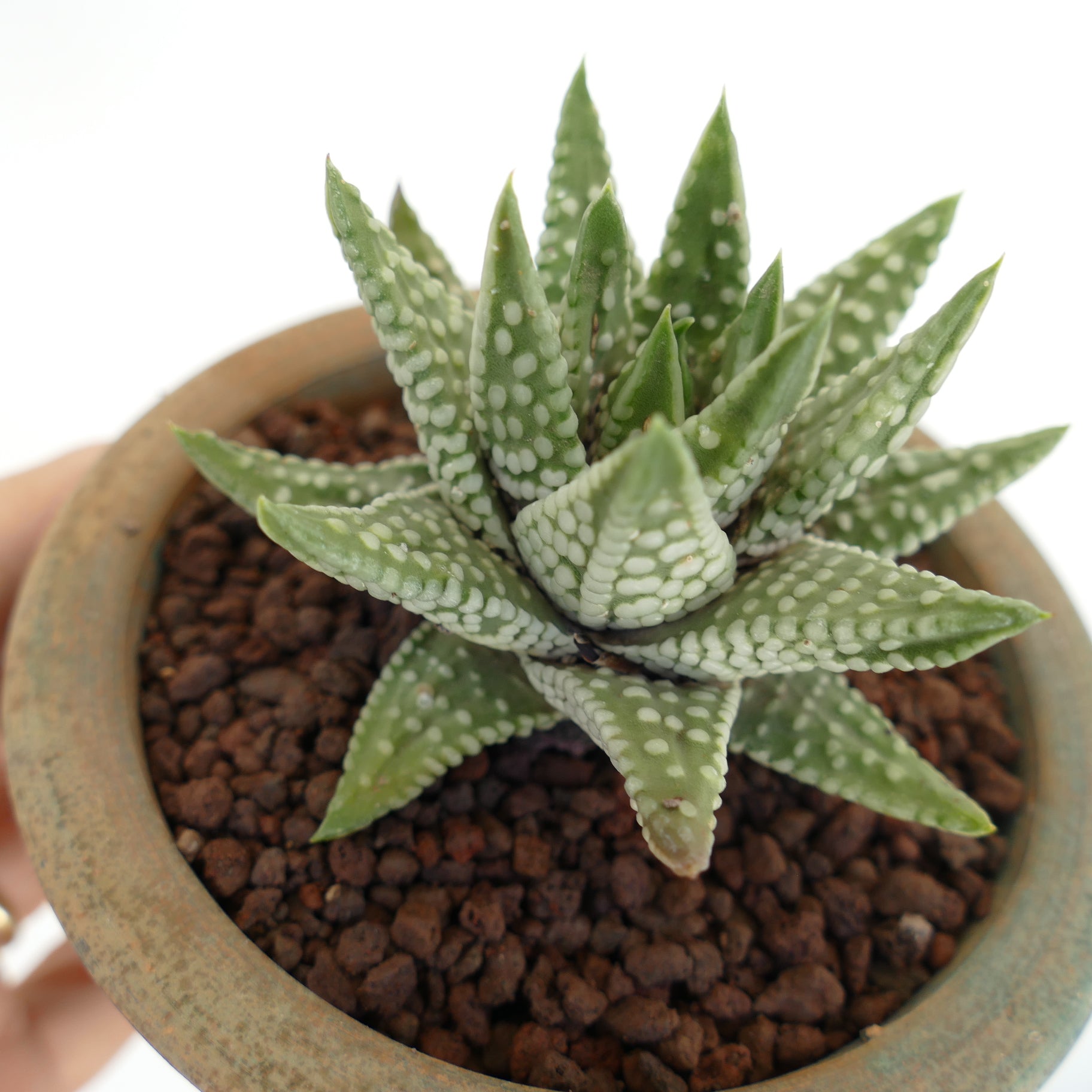 青緑色の多肉植物*2 多肉植物：ハオルチア 緑太線三角窓オブツーサ*M 幅6.5cm