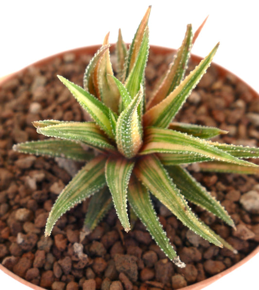 Haworthia radula Sukkulente mit stacheligen, grün-weiß gestreiften Blättern im Topf