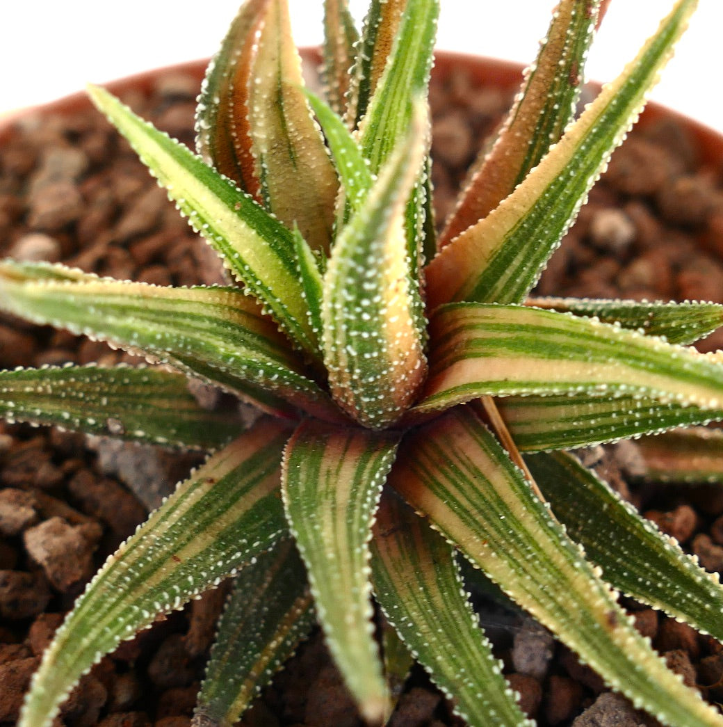 Succulente Havorthia radula rayée avec feuilles variegées vertes et crème épineuses