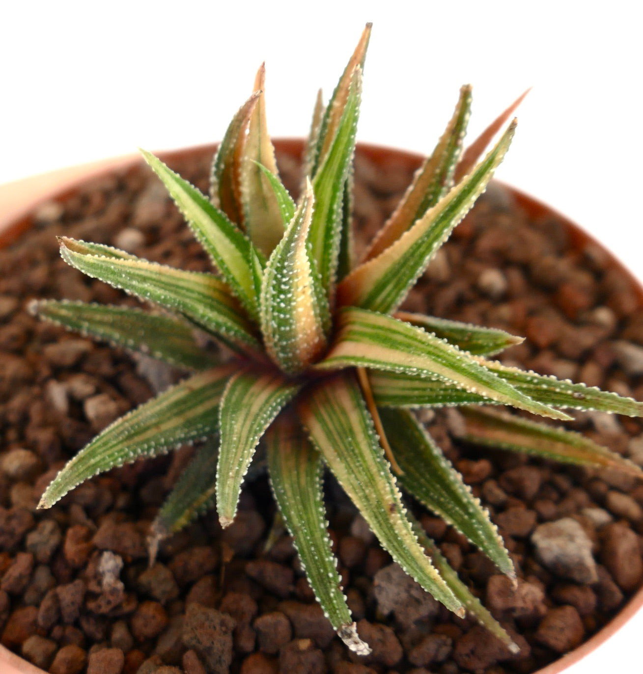 Succulente Havorthia radula aux feuilles épineuses panachées avec texture tachetée blanche en pot