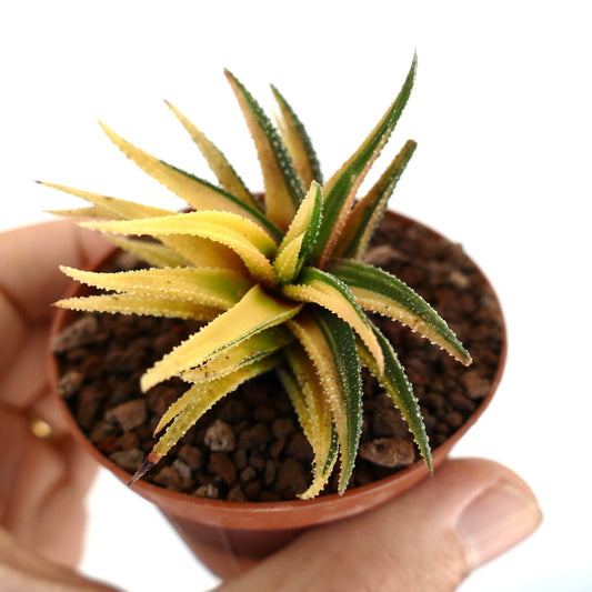 Haworthia radula Sukkulente mit stacheligen, grün-gelb gefleckten Blättern in kleinem Topf