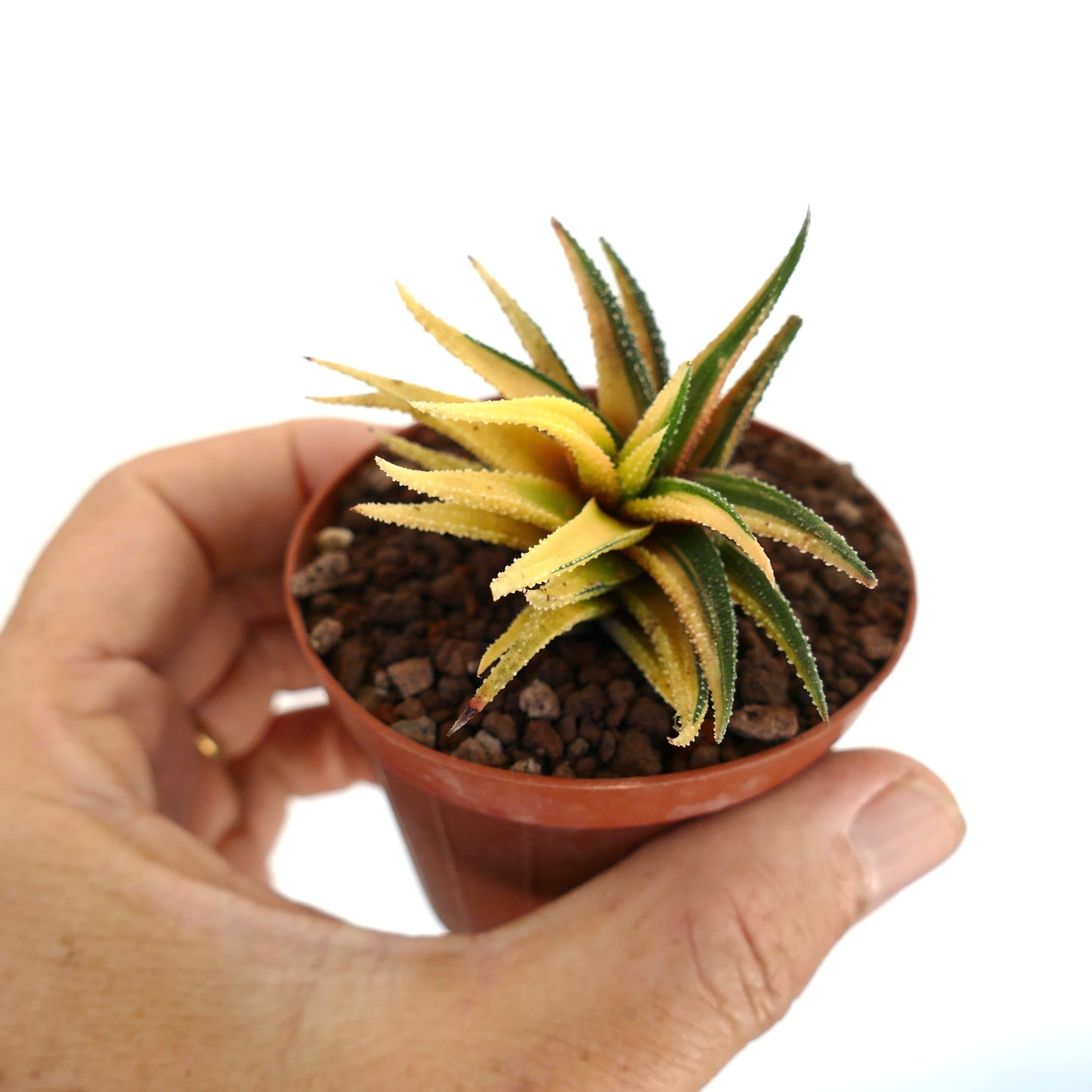 Havorthia radula petite succulente avec des feuilles panachées vertes et jaunes épineuses en pot